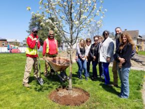 Pear tree donation